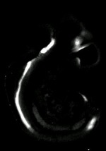 EMAGE:6150